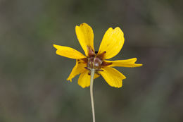 Image of coastal plain tickseed