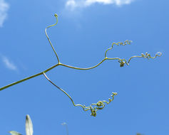 Image of Tangier pea