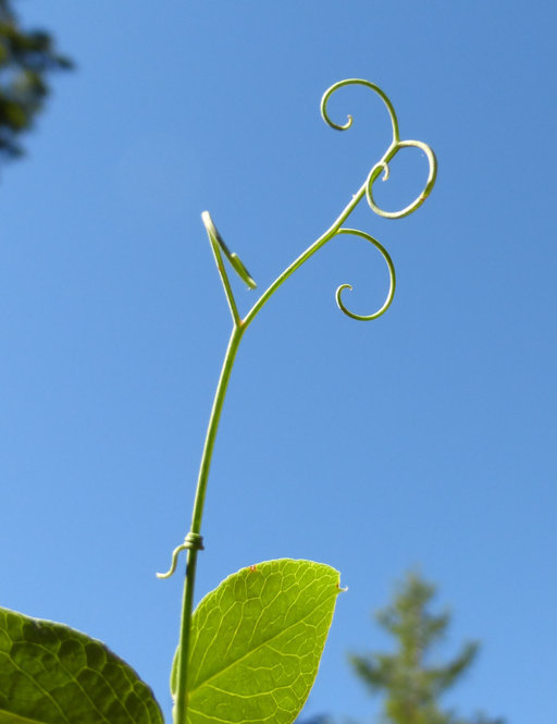 Image of Pacific pea