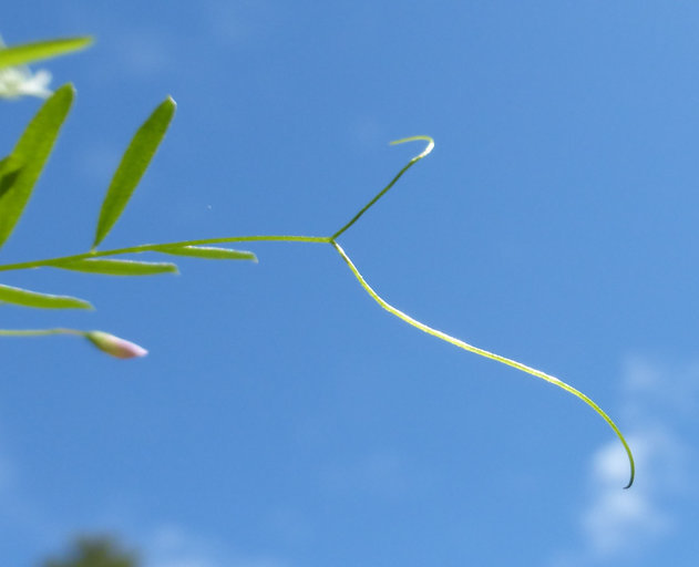 Image of lentil vetch