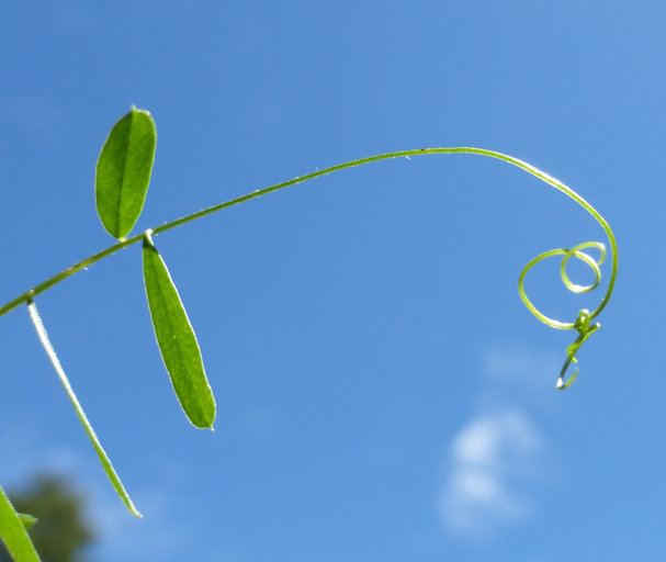 Image of lentil vetch