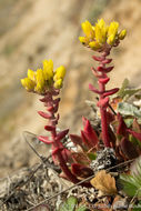 Imagem de Dudleya caespitosa (Haw.) Britton & Rose