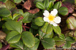 Imagem de Fragaria chiloensis (L.) Duchesne