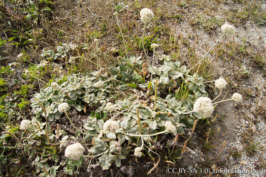 Image of seaside buckwheat