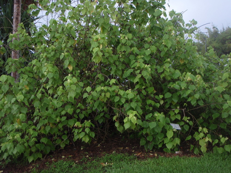 Image of Greenflower Indian Mallow