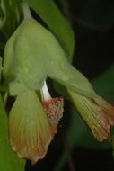 Image of Greenflower Indian Mallow