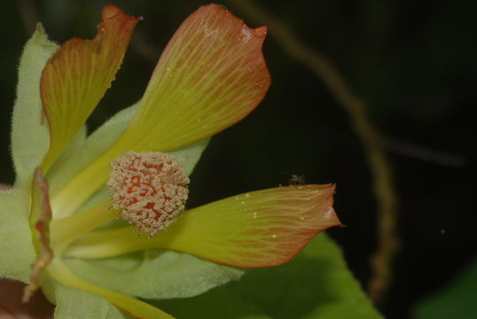 Image of Greenflower Indian Mallow