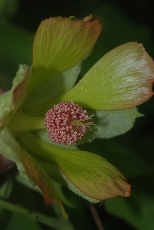 Image of Greenflower Indian Mallow