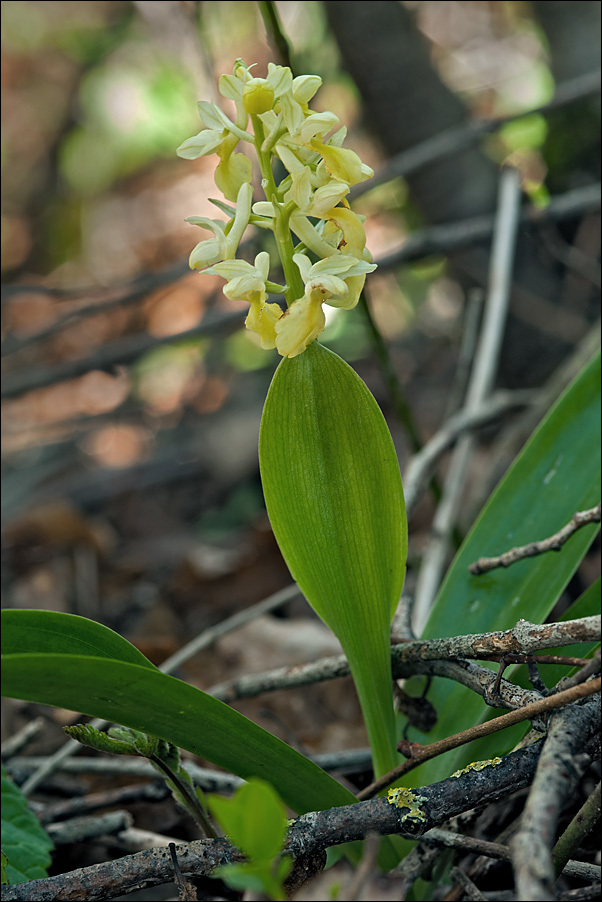 Orchis pallens L.的圖片