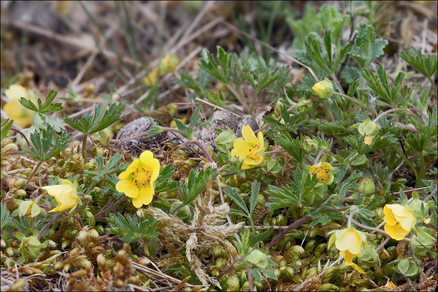 Image of Potentilla pusilla Host