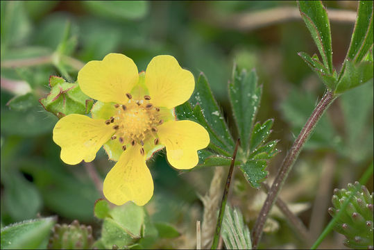 Image of Potentilla pusilla Host