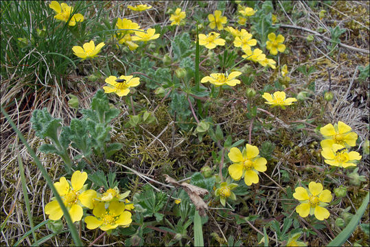 Image of Potentilla pusilla Host