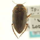 Image of Boreonectes