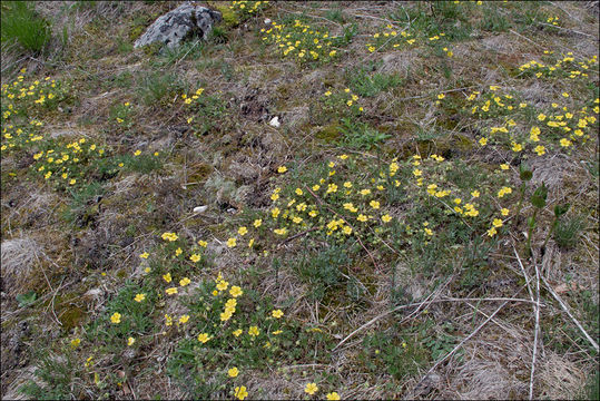 Image of Potentilla pusilla Host