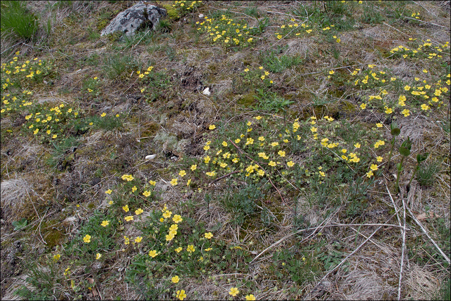 صورة Potentilla pusilla Host