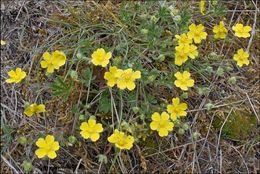 Image of Potentilla pusilla Host