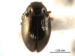 Image of Hippuriphila