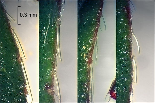 Image of Potentilla pusilla Host