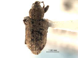 Image of Listronotus