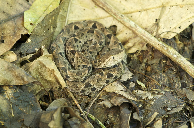 Imagem de Bothrops asper (Garman 1883)