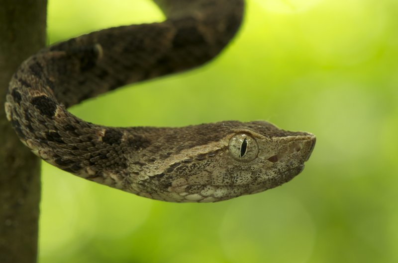 Imagem de Bothrops asper (Garman 1883)