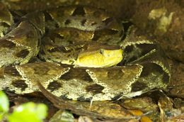 Imagem de Bothrops asper (Garman 1883)