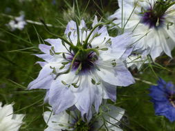 Plancia ëd Nigella damascena L.