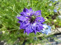 Plancia ëd Nigella damascena L.