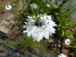 Plancia ëd Nigella damascena L.