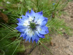 Plancia ëd Nigella damascena L.