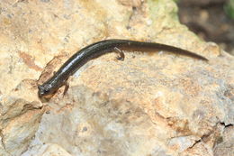 Image of Oklahoma Salamander