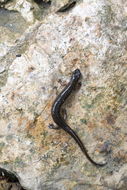 Image of Oklahoma Salamander