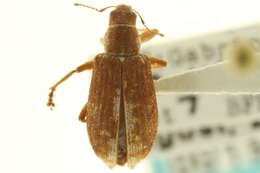 Image of Pine Needle Weevils