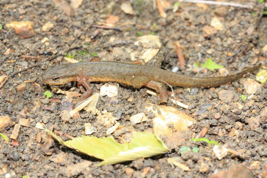 Plancia ëd Notophthalmus viridescens (Rafinesque 1820)