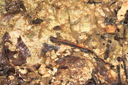 Image of Ozark Zigzag Salamander