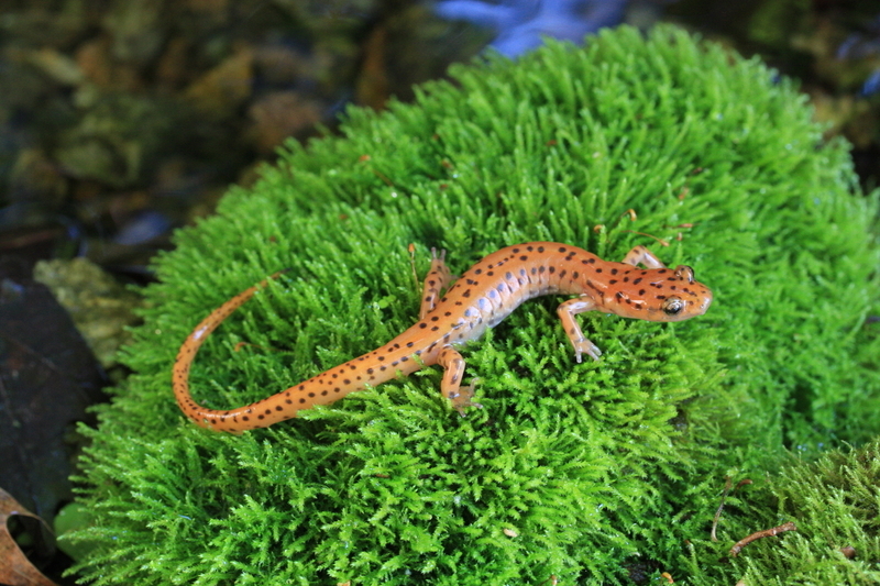 Image of Cave Salamander