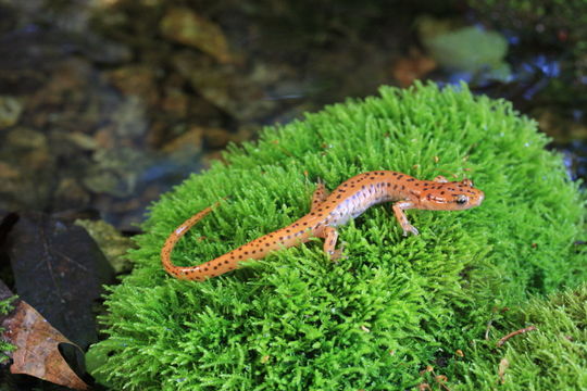 Image of Cave Salamander