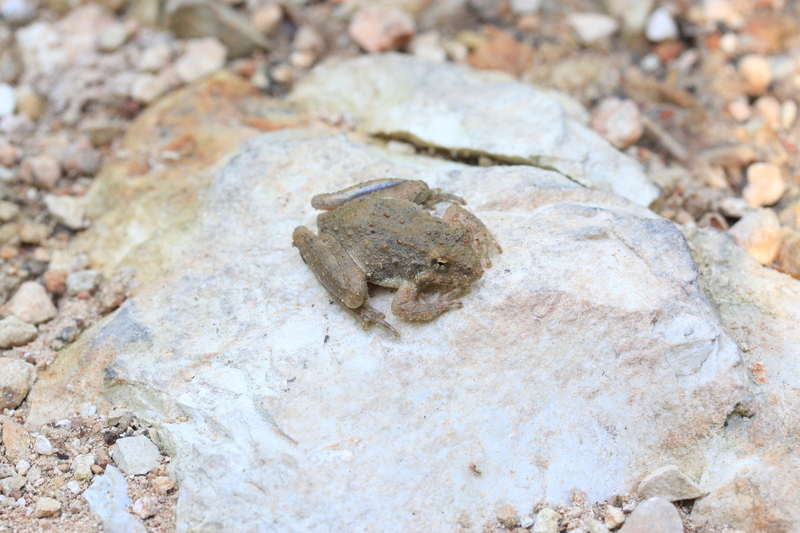 Image of Blanchard's cricket frog