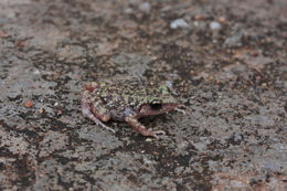 Image of Spotted Chirping Frog