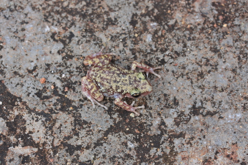 Image of Spotted Chirping Frog