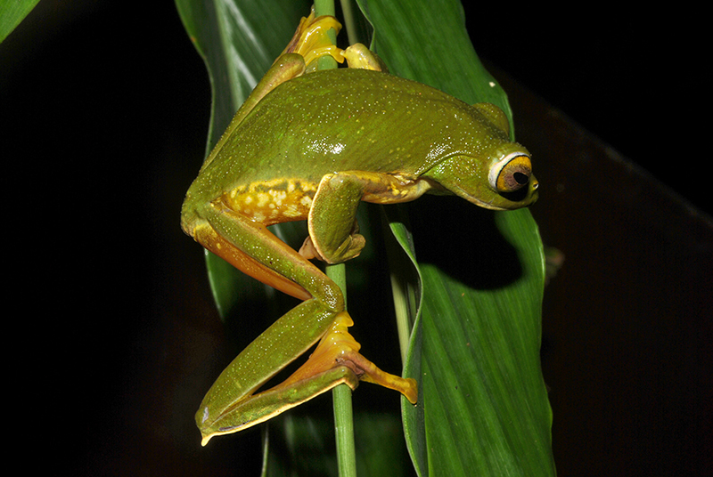 Image of Parachuting frog