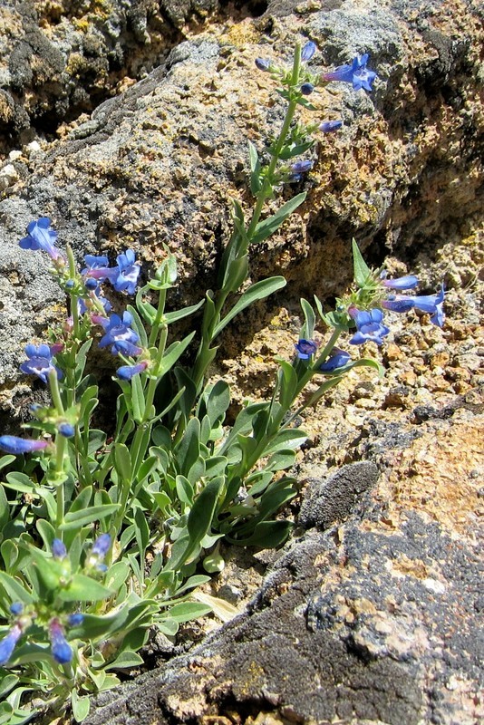 Image of low beardtongue