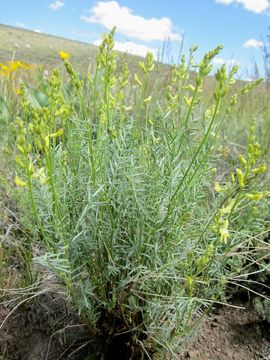 Слика од Astragalus filipes Torr. ex A. Gray