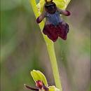 Image of <i>Ophrys <i>insectifera</i></i> ssp. insectifera