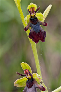 Image of <i>Ophrys <i>insectifera</i></i> ssp. insectifera