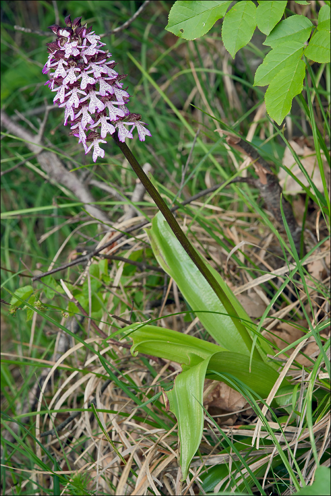 Image of <i>Orchis <i>purpurea</i></i> ssp. purpurea