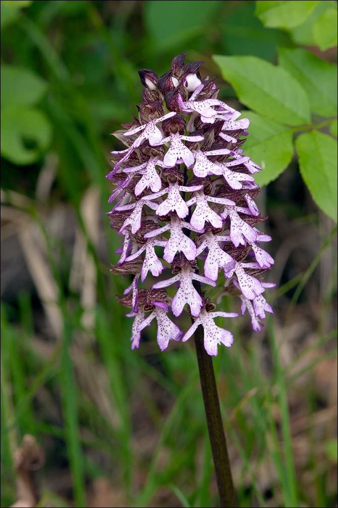 Image of <i>Orchis <i>purpurea</i></i> ssp. purpurea