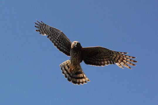 Image of Hen Harrier