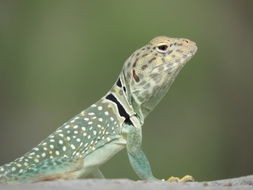 Image of Eastern Collared Lizard