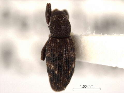 Image of Conotrachelini